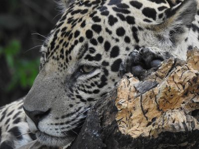 Panthera-onca