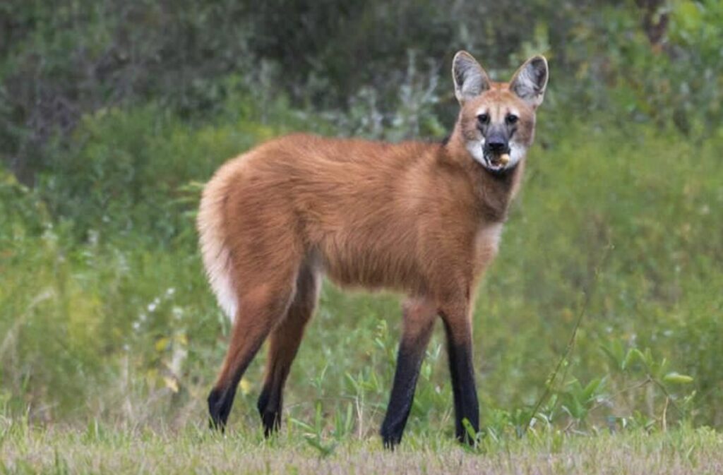 lobo de crin
