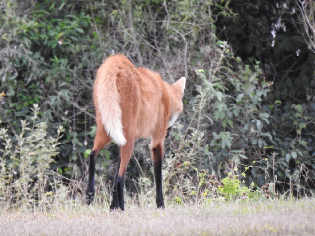 lobo de crin